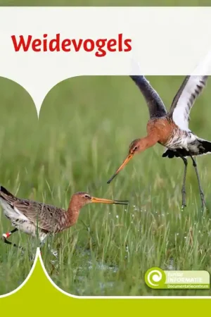 Alleen Vandaag Weidevogels